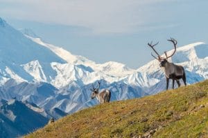 Parcul Național Denali