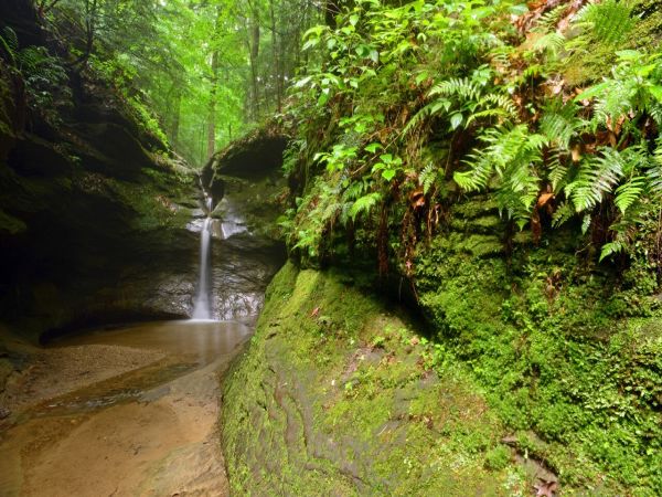 Turkey Run State Park - Camping Marshall din Illinois