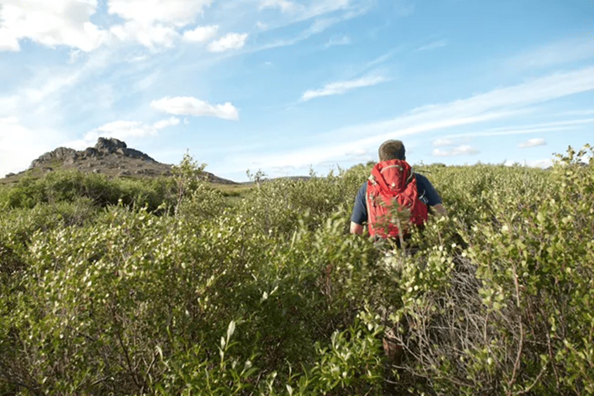 sfaturi-de-ursi-grylls-pentru-furaj-pentru-hrana-in-arctica