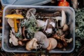 Vânătoarea de ciuperci este o adevărată carieră: Iată 10 locuri de muncă în căutarea ciupercilor