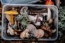 Vânătoarea de ciuperci este o adevărată carieră: Iată 10 locuri de muncă în căutarea ciupercilor