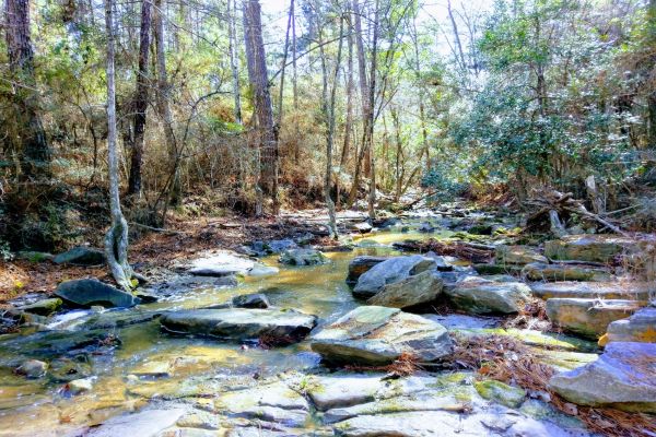 Zona de agrement Kisatchie Bayou - Camping Boyce în Louisiana