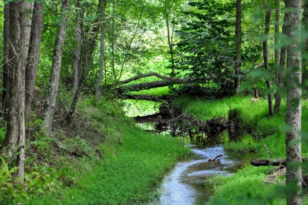 Cedarville State Forest - Camping Brandywine în Maryland