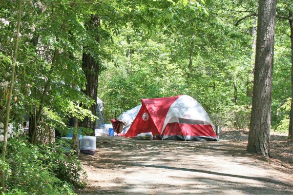 Pocomoke State Forest - Camping Snow Hill din Maryland