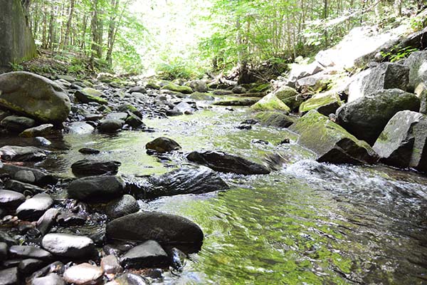 Pădurea de stat Chester-Blandford - Camping Chester în Massachusetts