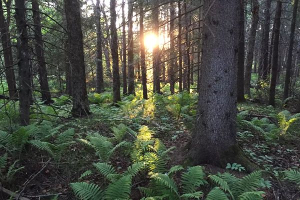 Finlanda Camping - Superior National Forest Campground din Minnesota