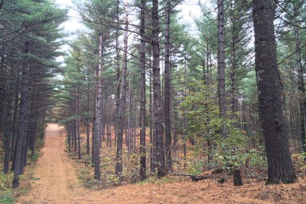 Sand Dunes State Forest - Camping Zimmerman din Minnesota