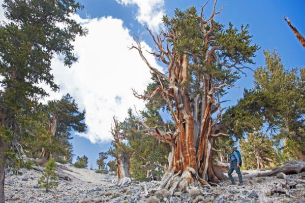 Pădurea națională Humboldt-Toiyabe - Camping Bristlecone Pine din Nevada