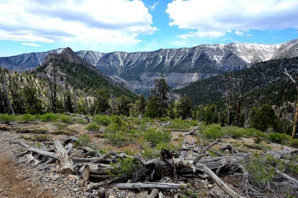 Mount Charleston Wilderness - Camping Fletcher View din Nevada