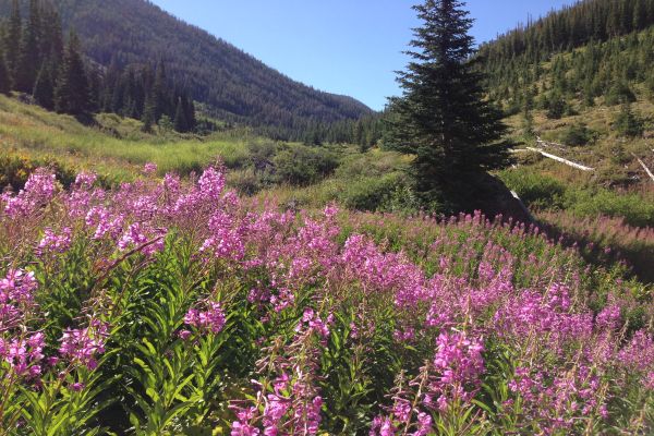 Jarbidge Wilderness Area - Jarbidge River Campground din Nevada