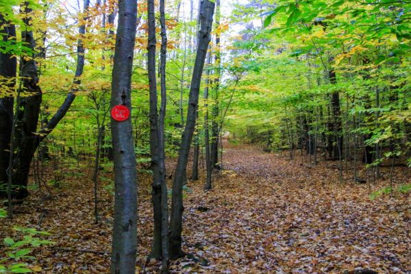 Hammond Hill State Forest - Camping Dryden din New York