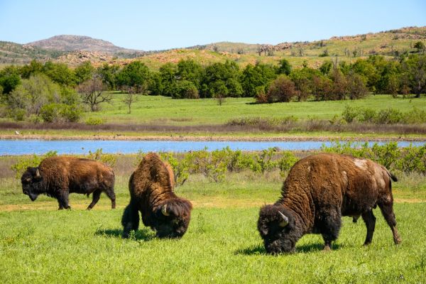 Wichita Mountains Wildlife Refuge - Camping Lawton în Oklahoma