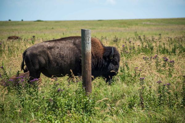 Tallgrass Prairie Preserve - Camping Pawhuska din Oklahoma