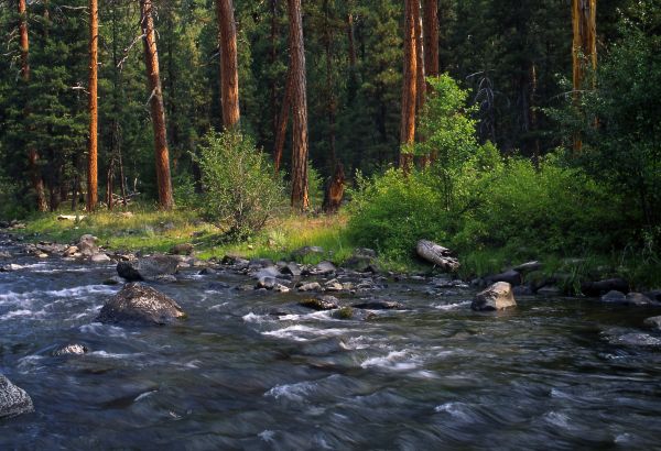 Pădurea Națională Malheur - Camping pe râul Malheur din Oregon