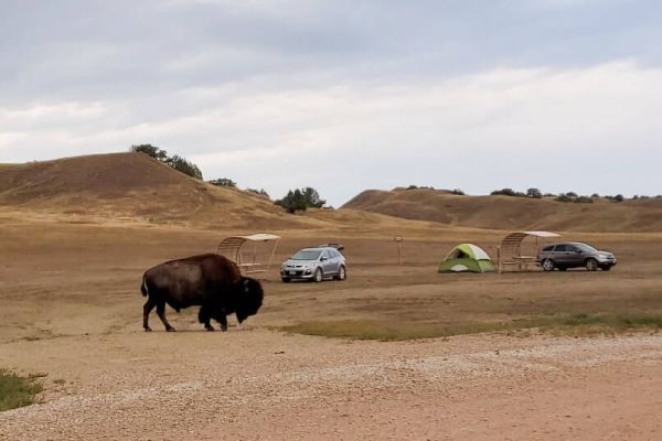 Buffalo Gap National Grassland - Sage Creek Campground din Dakota de Sud