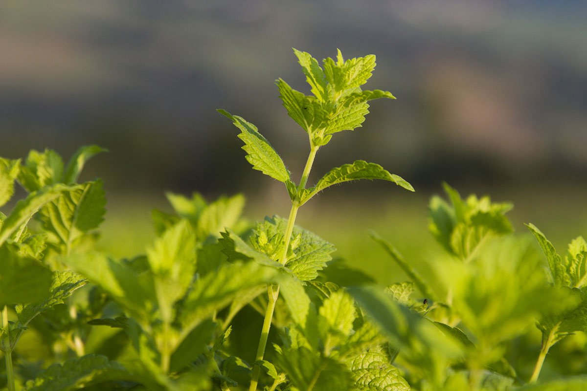 comestibile bogate în nutrienți pe care le puteți găsi în lunile reci