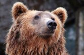 7 sfaturi pentru camping în siguranță pentru urși