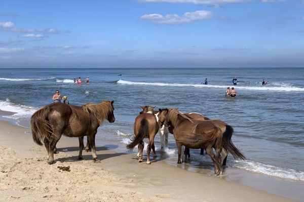 Parcul de stat Assateague - Berlin Camping în Maryland