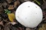Ciuperci cu vedere: Ghidul final pentru a găsi ciuperci în aer liber